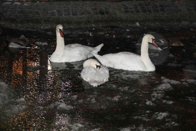 Ankara’nın simgelerinden Kuğulu Park buz tuttu