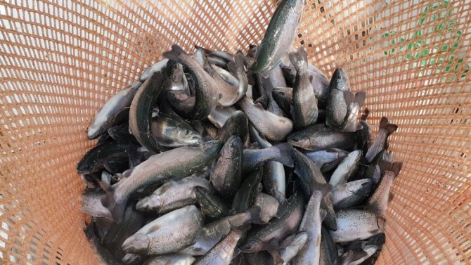 Avrupa’nın alabalığı bu barajdan gidiyor