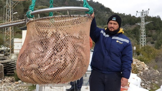 Avrupa’nın alabalığı bu barajdan gidiyor