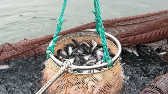 Avrupa’nın alabalığı bu barajdan gidiyor