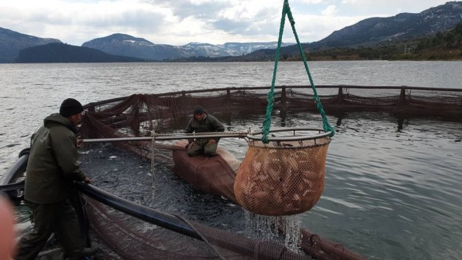 Avrupa’nın alabalığı bu barajdan gidiyor
