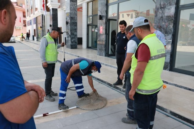 Aydın Büyükşehir Belediyesi, Koçarlı Belediyesi ile sokak hayvanları için ortak çalışma yapıyor