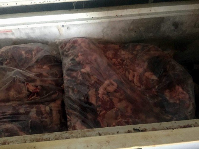 Aydın’da 5 Ton Kaçak Domuz ETİ Ele Geçirildi