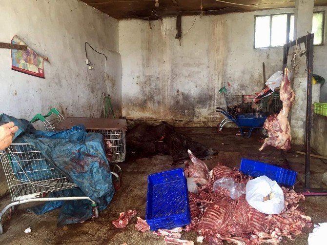 Aydın’da 5 Ton Kaçak Domuz ETİ Ele Geçirildi