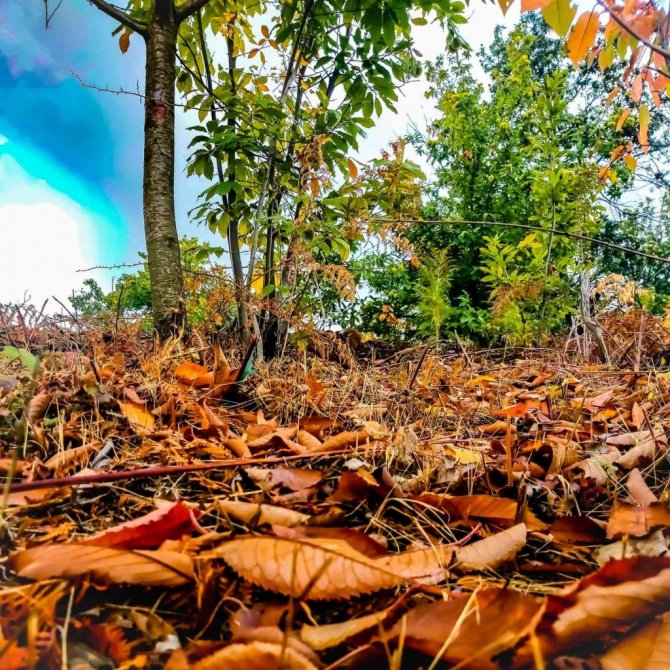 Aydın’da sonbahar bir başka güzel