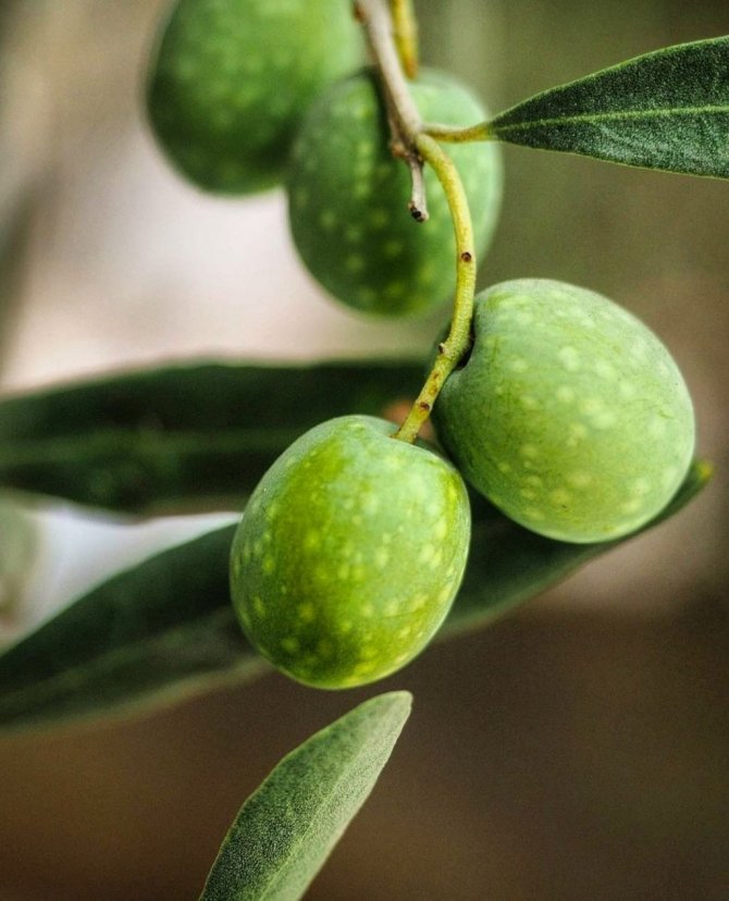 Aydın’da sonbahar bir başka güzel
