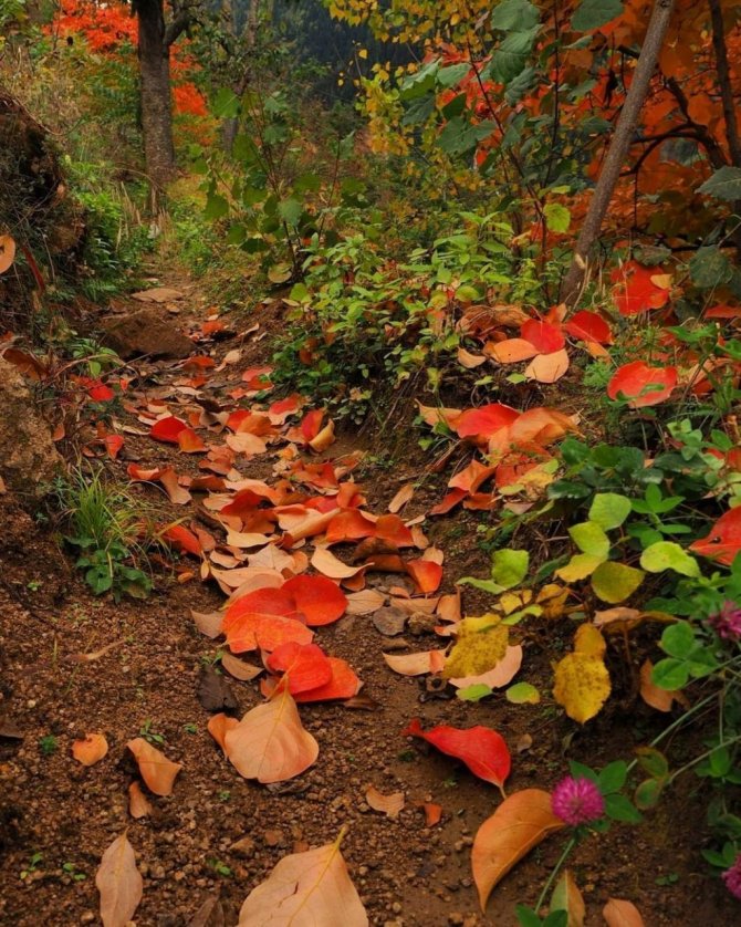 Aydın’da sonbahar bir başka güzel