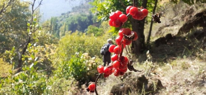 Aydın’ın yanı başında bir doğa harikası: “ Koçak Kanyonu “