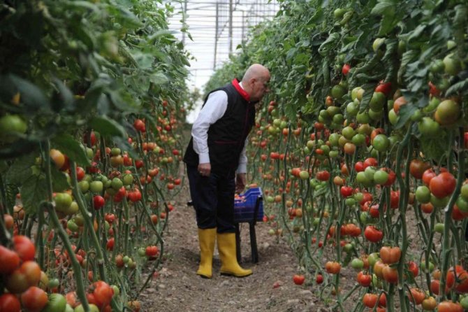 Bakan Kirişci, Antalya’da sarı çizme giyip serada domates topladı