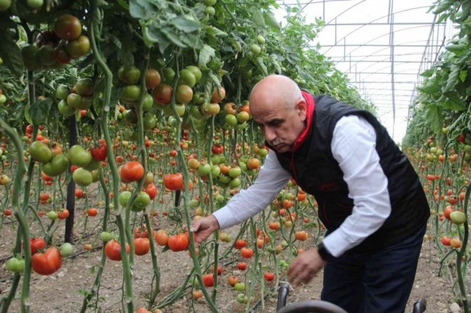 Bakan Kirişci, Antalya’da sarı çizme giyip serada domates topladı
