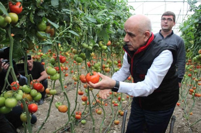 Bakan Kirişci, Antalya’da sarı çizme giyip serada domates topladı