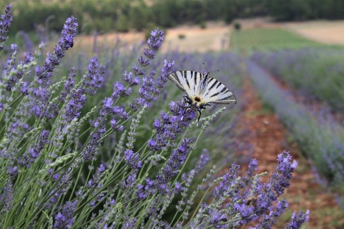 Bin 420 rakıma lavanta tarlası kurdular
