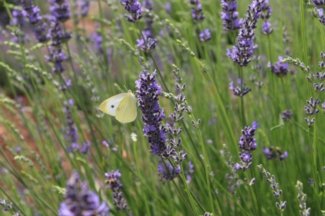 Bin 420 rakıma lavanta tarlası kurdular