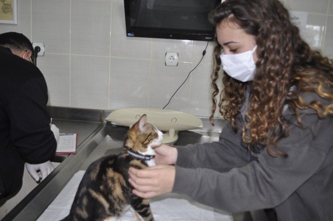 Bu da down sendromlu sevimli kedi