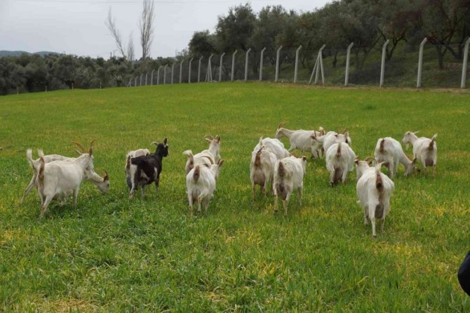 Bu fakülte ürettiği ürünlerle ülke ekonomisine katkı sağlıyor