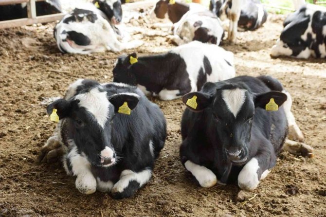 Bu fakülte ürettiği ürünlerle ülke ekonomisine katkı sağlıyor