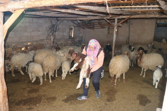 Çobanlık yapan genç kadın muhtar oldu