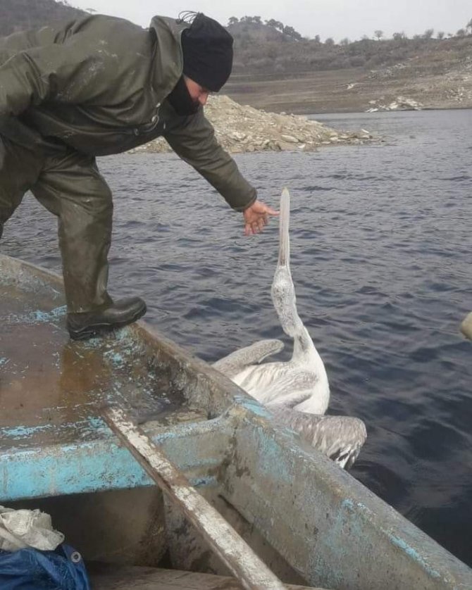 Demirköprü Barajı’nda balık ağına takılan pelikan kurtarıldı