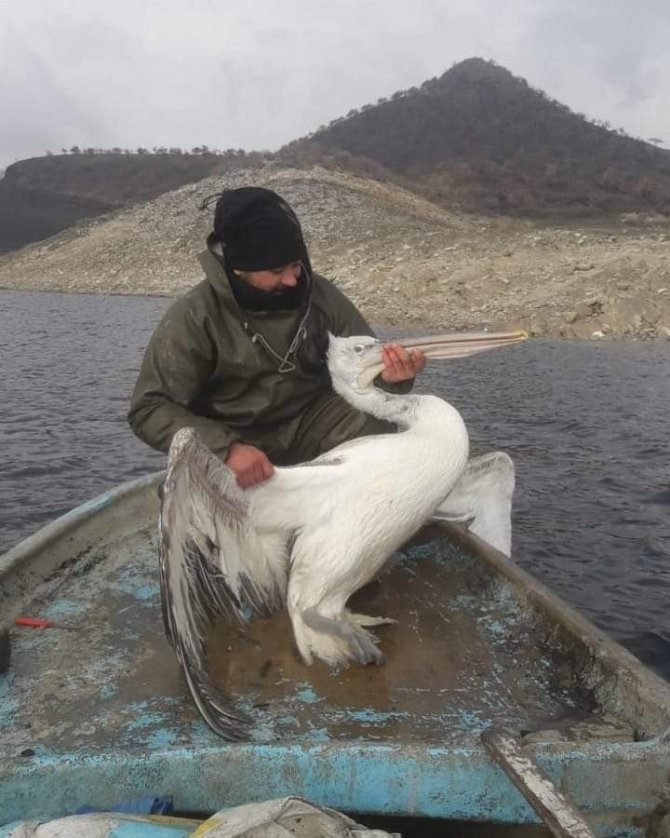 Demirköprü Barajı’nda balık ağına takılan pelikan kurtarıldı