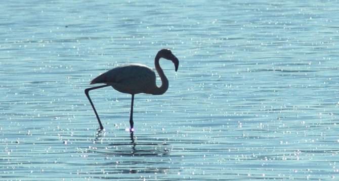 Flamingolar Bodrum’a çok erken geldi