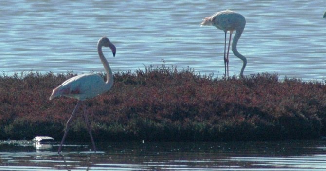Flamingolar Bodrum’a çok erken geldi