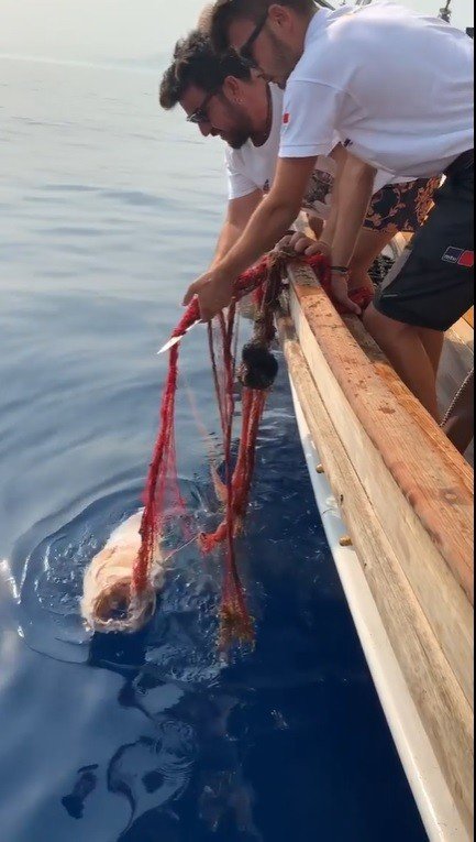 Hayalet ağlara dolanan orfozu kurtardı