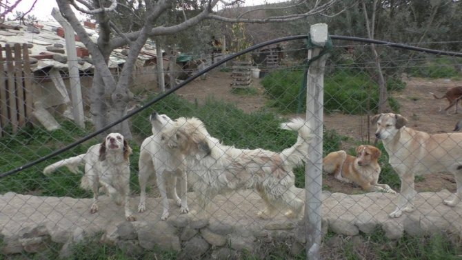 Hem kameralar hem de veteriner o anı yakaladı