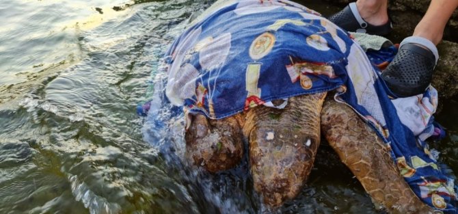 Kaplumbağa için seferber oldular