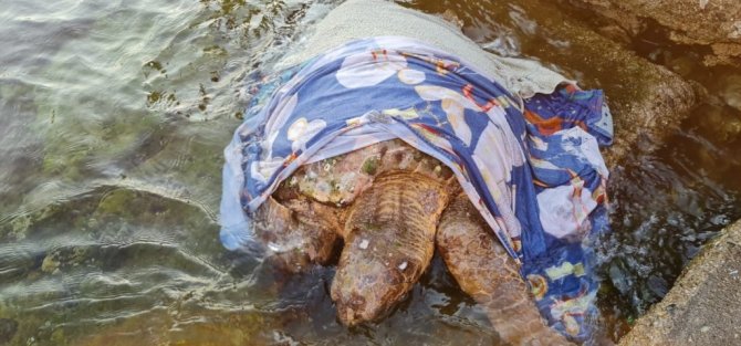Kaplumbağa için seferber oldular