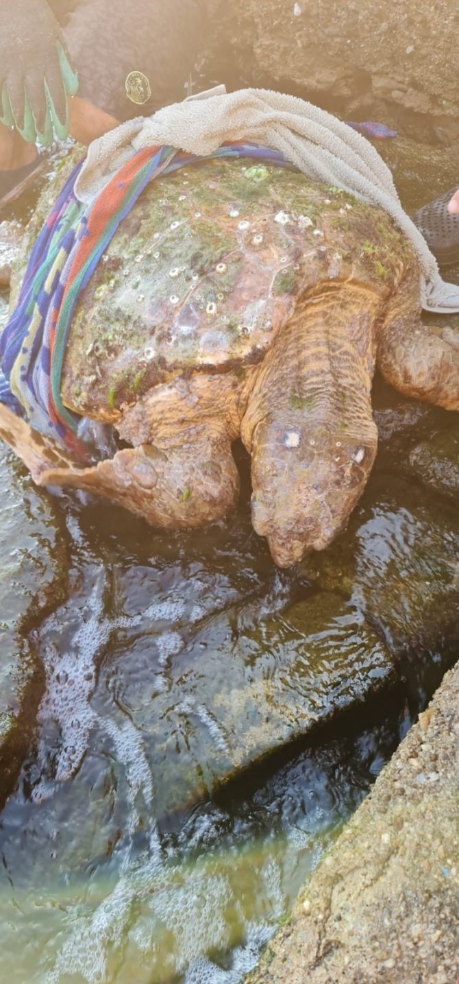 Kaplumbağa için seferber oldular