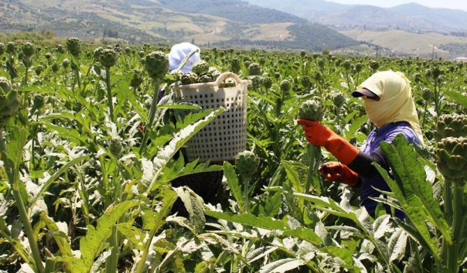 Karaciğer dostu enginar yükte hafif pahada ağır oldu