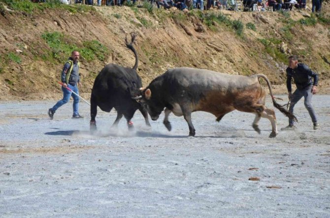Koçarlı Boğa Güreşi Festivali renkli görüntülerle başladı