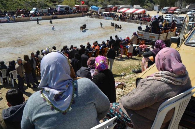Koçarlı Boğa Güreşi Festivali renkli görüntülerle başladı