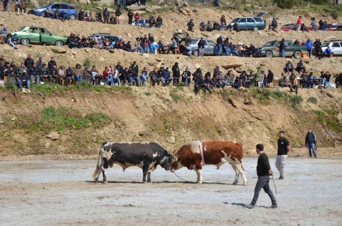 Koçarlı Boğa Güreşi Festivali renkli görüntülerle başladı