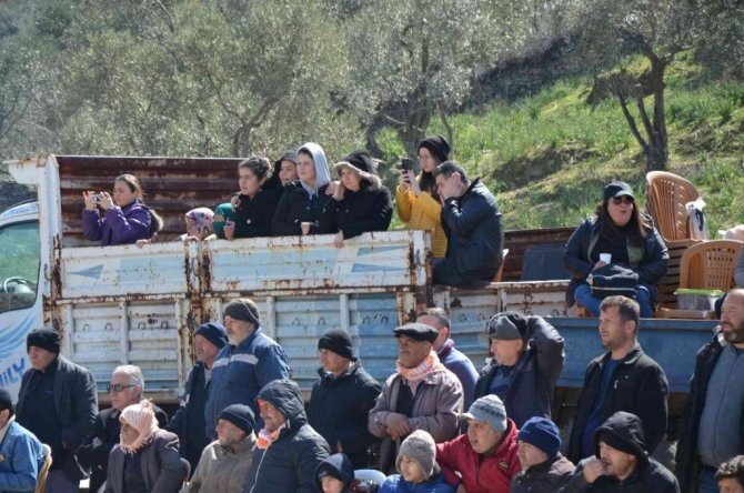 Koçarlı Boğa Güreşi Festivali renkli görüntülerle başladı