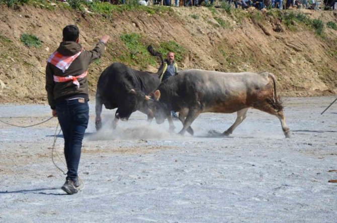 Koçarlı Boğa Güreşi Festivali renkli görüntülerle başladı