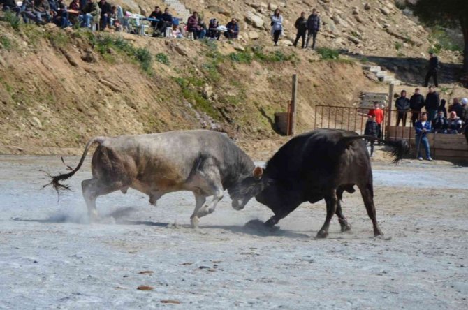 Koçarlı Boğa Güreşi Festivali renkli görüntülerle başladı