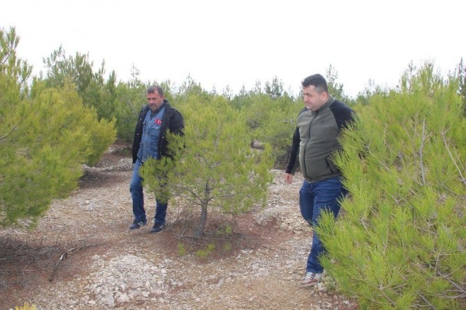 Kömürün karası yerini ormanın yeşiline bıraktı
