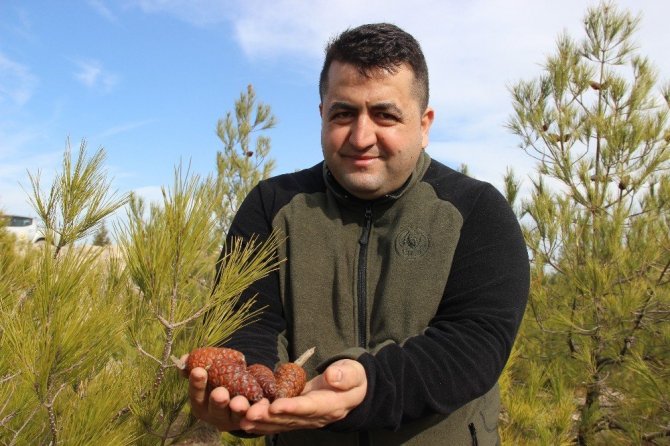 Kömürün karası yerini ormanın yeşiline bıraktı