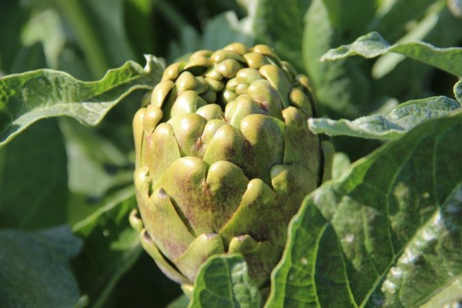 Korona virüse karşı enginar hasadı erken başladı