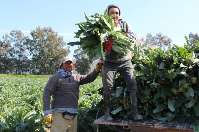 Korona virüse karşı enginar hasadı erken başladı