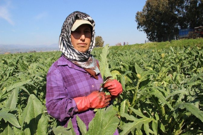 Korona virüse karşı enginar hasadı erken başladı