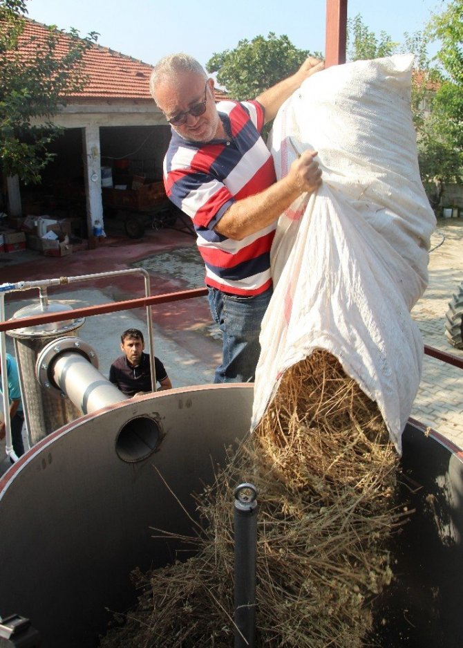 Korona virüsle mücadelede doğal dezenfektan: Kekik suyu