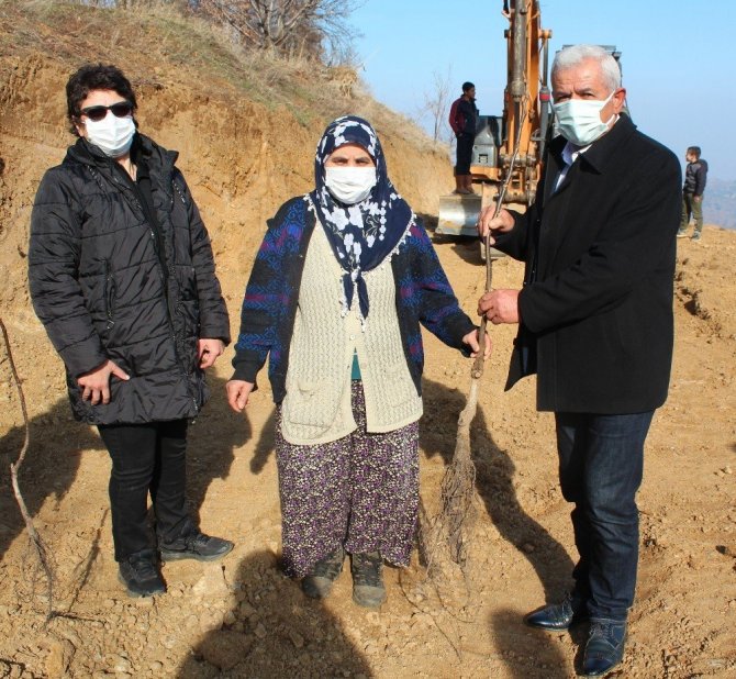 Küresel ısınmaya karşı ceviz fidanlı önlem