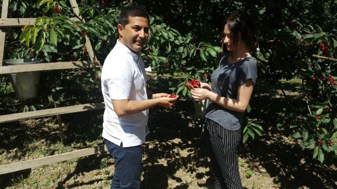 Kuşadası’nda kiraz hasadı festival ile kutlanacak