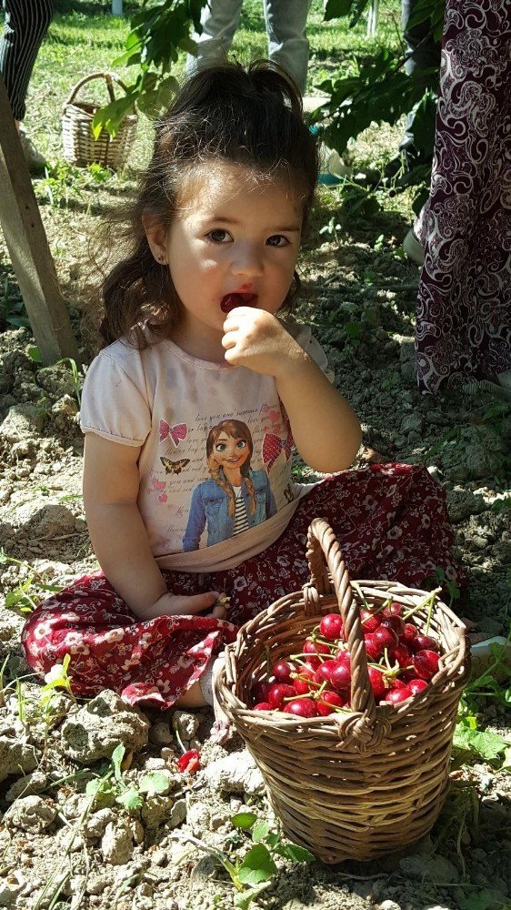 Kuşadası’nda kiraz hasadı festival ile kutlanacak