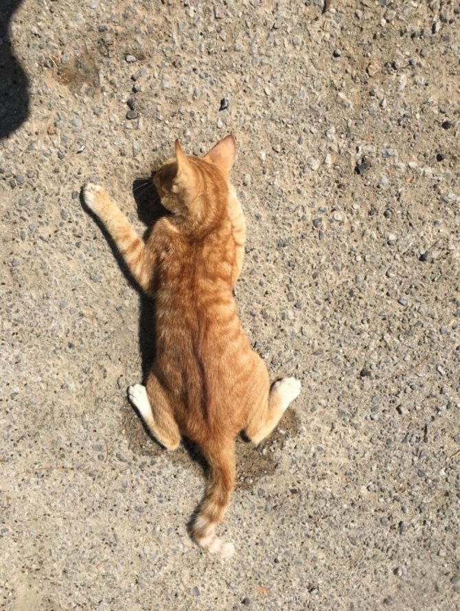 Mahalleli zehirlenen canlar için ayağa kalktı