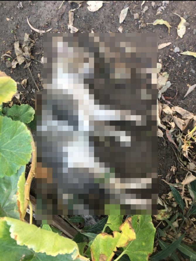 Mahalleli zehirlenen canlar için ayağa kalktı