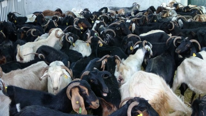 MHP’den Manavgat’a büyükbaş ve küçükbaş hayvan desteği