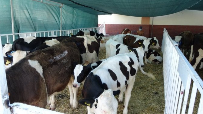 MHP’den Manavgat’a büyükbaş ve küçükbaş hayvan desteği